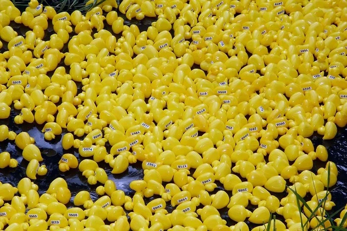 ...gingen 3.000 kleine gelbe Renn-Enten bei der „Oberen Rittscheinbrücke“ gleichzeitig an den Start.