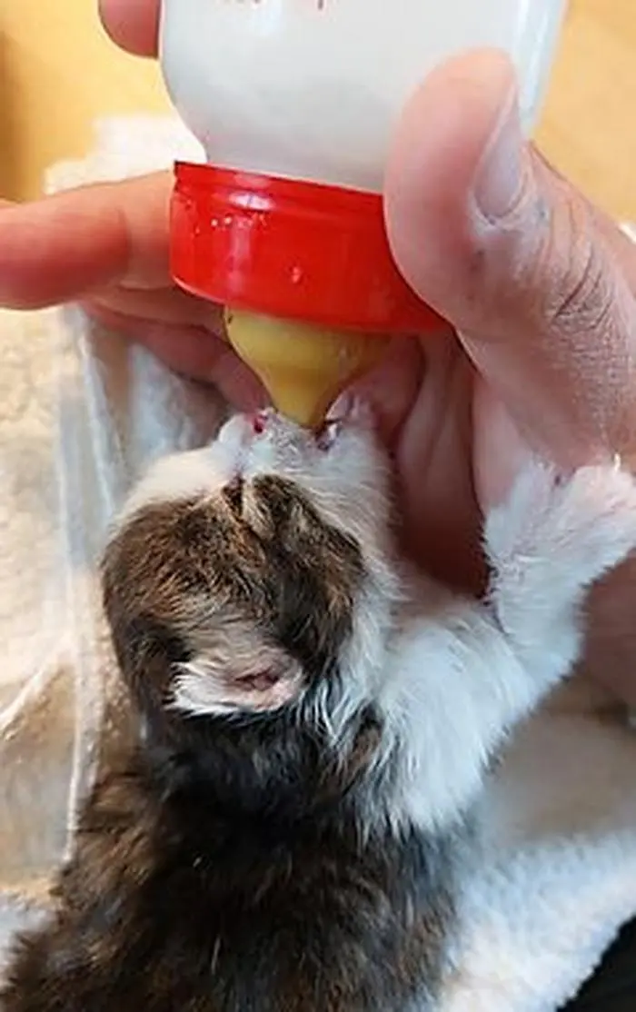 ABD0006_20220427 - BRAUNAU AM INN - ÖSTERREICH: ++ HANDOUT ++ ZU APA0102 VOM 27.4.2022 - Nachbarn haben im Innviertel drei Katzenbabys gerettet, nachdem die Mutter tödlich verunglückt ist. Sie hörten die Schreie aus einem Schuppen auf einem Hof im Bezirk Braunau und alarmierten den Halter. - FOTO: APA/PFOTENHILFE - ++ WIR WEISEN AUSDRÜCKLICH DARAUF HIN, DASS EINE VERWENDUNG DES BILDES AUS MEDIEN- UND/ODER URHEBERRECHTLICHEN GRÜNDEN AUSSCHLIESSLICH IM ZUSAMMENHANG MIT DEM ANGEFÜHRTEN ZWECK UND REDAKTIONELL ERFOLGEN DARF - VOLLSTÄNDIGE COPYRIGHTNENNUNG VERPFLICHTEND ++