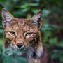 Auch der Luchs streift wieder durch unsere Wälder