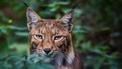 Auch der Luchs streift wieder durch unsere Wälder