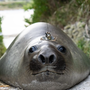 Neil the Seal ist eine Internetsensation