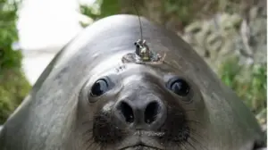 Neil the Seal ist eine Internetsensation