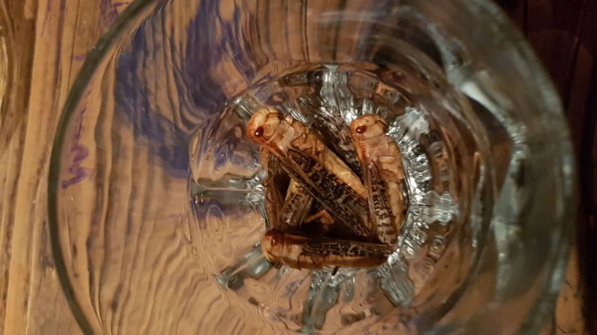 Im Glas sind die Insekten los