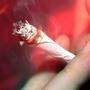 Der Deutsche Bundestag beschließt die Cannabis-Legalisierung 