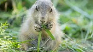 Ein kleiner Schwarzschwanz-Präriehund knabbert am Gras