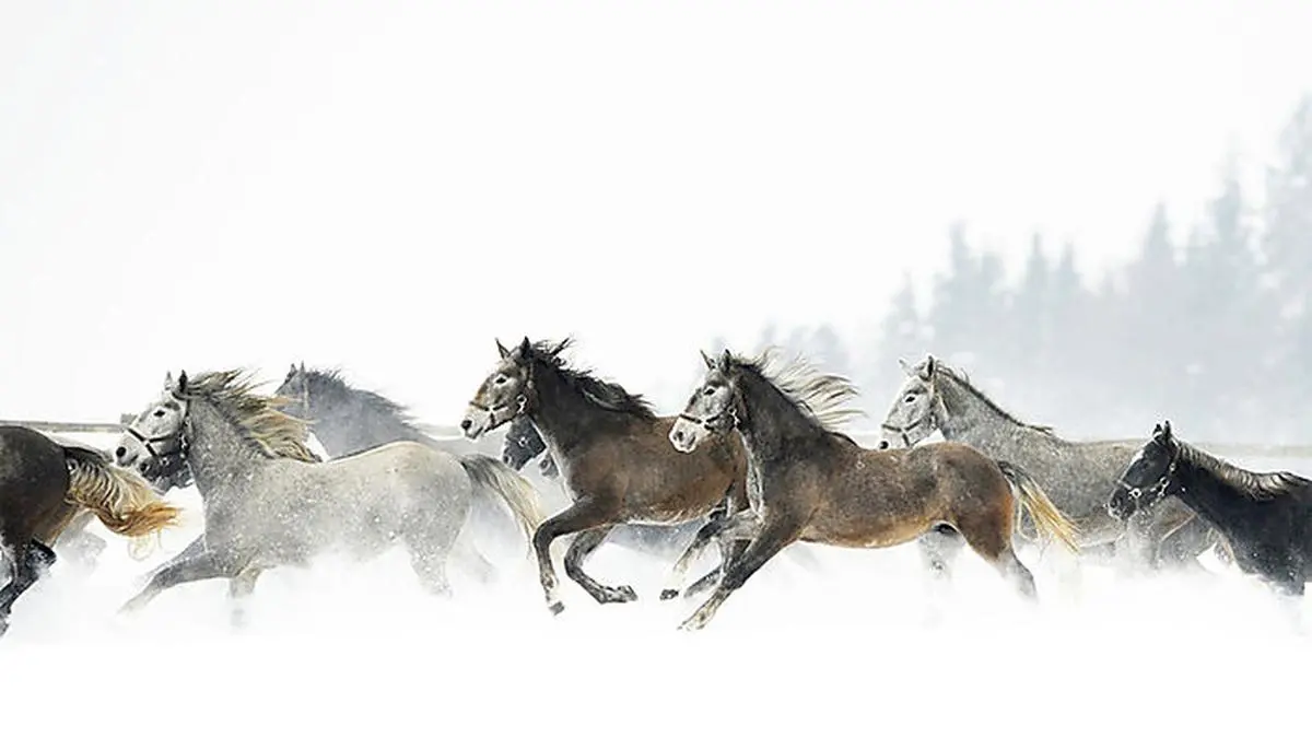 Das Jubiläum "100 Jahre Piber" soll im Herst 2021 groß gefeiert werden