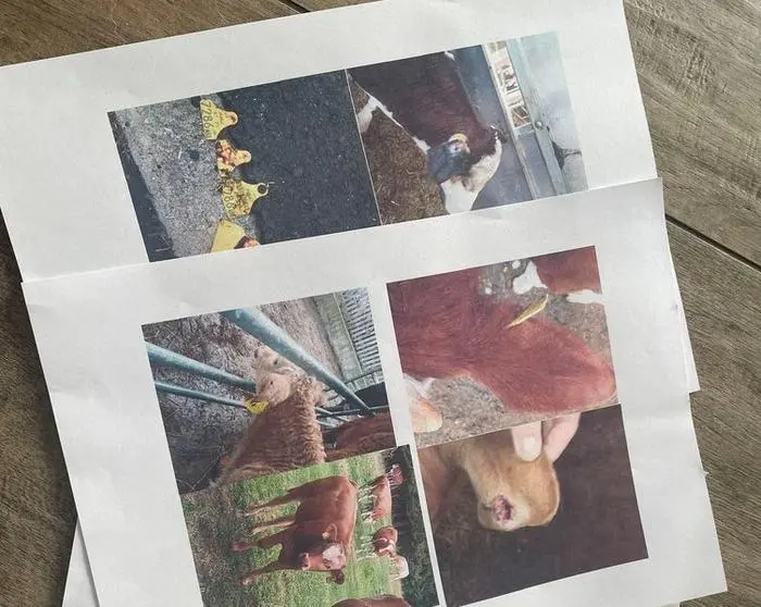 Die Verletzungen hat Petzl auf vielen Fotos dokumentiert, auch der Amtstierarzt wurde eingeschaltet