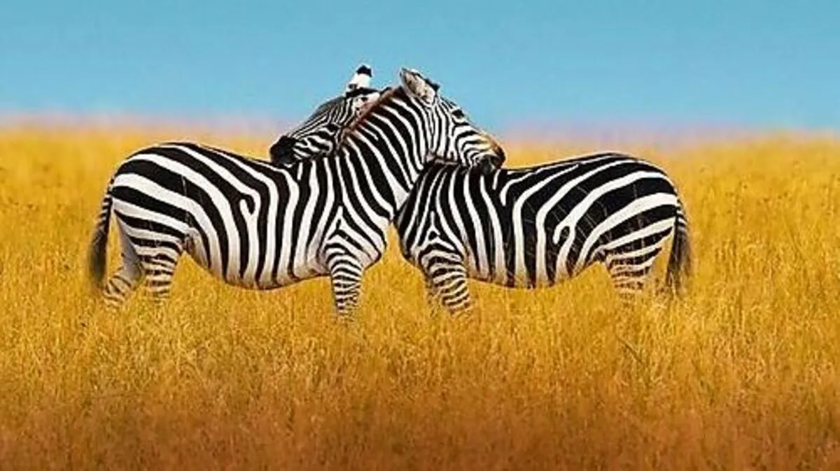 Tiere und ihren Paarungsspielen widmet sich ein neuer Vierteiler - heute ARD, 20.15 Uhr