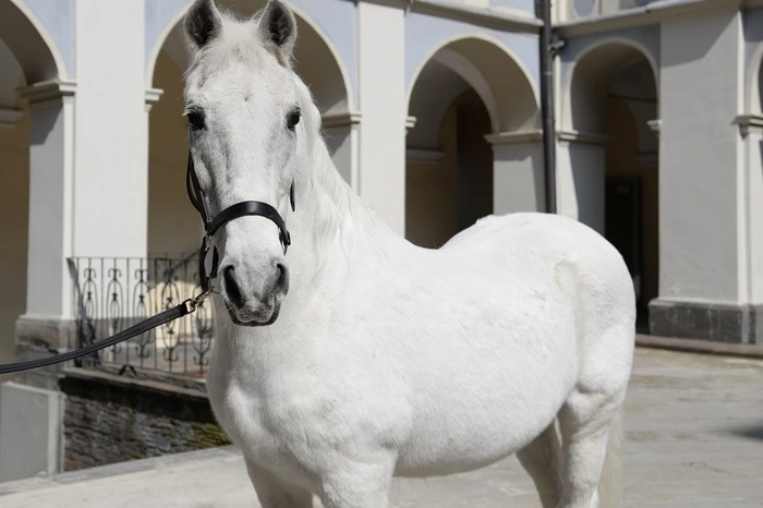 Der Lipizzaner-Greis genießt inzwischen seine wohlverdiente Pension im Gestüt Piber in der Weststeiermark.