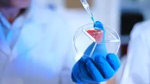 Laborfleisch wird künstlich gezüchtet | Laborfleisch wird künstlich gezüchtet