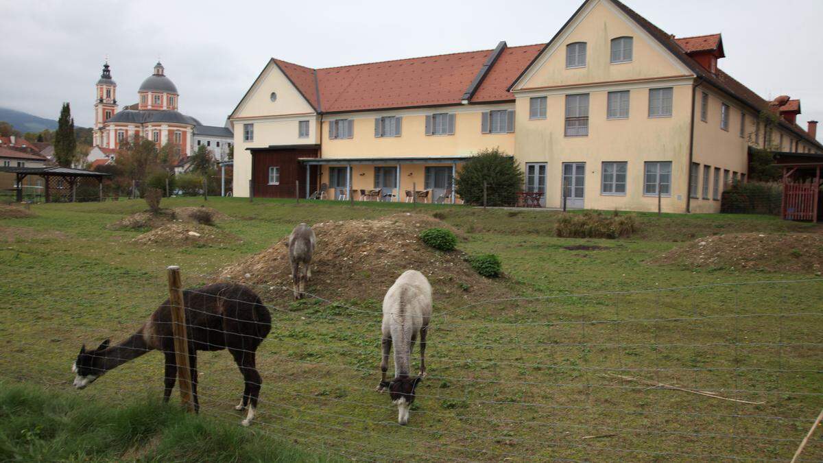 Noch gehört das Freigelände beim Jufa Pöllau den Alpakas. Bald sollen sie es mit den Bienen teilen, um die drohende Schließung des Hauses abzuwenden.