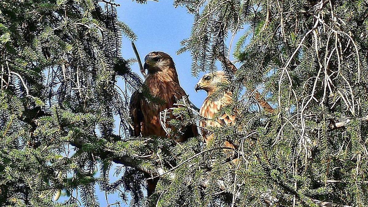 Ein Rotmilanpärchen hat Christine Maier im Lurnfeld entdeckt und fotografiert. Die Greifvogelart gehört zur Familie der Habichtartigen