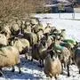 Flock of sheep at a snow covered meadow in County Donegal - Ireland.