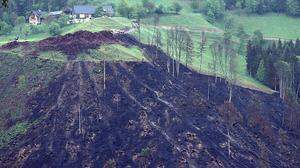Vor allem in Bad Eisenkappel wurden die Waldflächen in den letzten Jahren stark beschädigt 