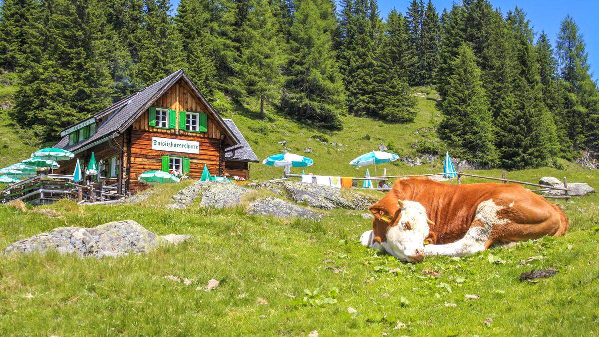 Bewirtschaftete Almen mit friedlichen Kühen werden bald nicht mehr flächendeckend vorhanden sein