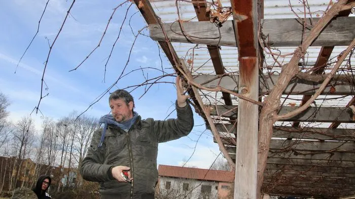 Bio-Weinbauer Eduard Tropper zeigt den richtigen Heckenschnitt vor