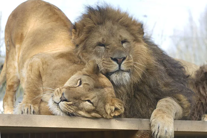 LÖWEN: Löwenjagd für Touristen ist ebenfalls ein heißes Eisen. In Südafrika werden dabei auch Tiere gejagt, die zuvor eigens für Löwen-Streichelzoos gezüchtet und dadurch gezähmt wurden. Erwachsene Tiere werden schließlich in winzigen Gehegen ausgesetzt und zahlungskräftigen Jägern als leichte Beute präsentiert. Die IUCN-Mitglieder fordern nun ein Ende der sogenannten "Gatterjagd"