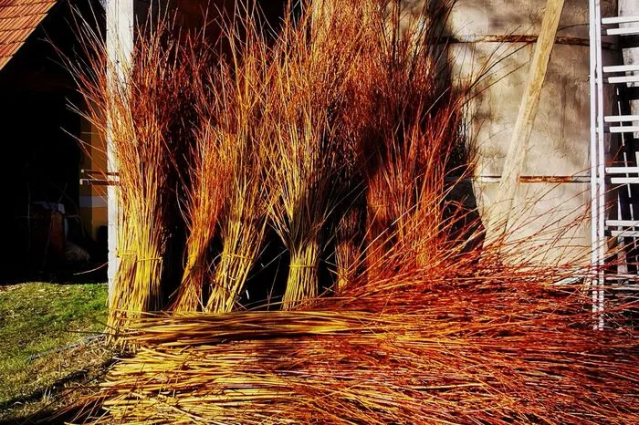 Weidenruten leuchten in der Sonne wie loderndes Feuer