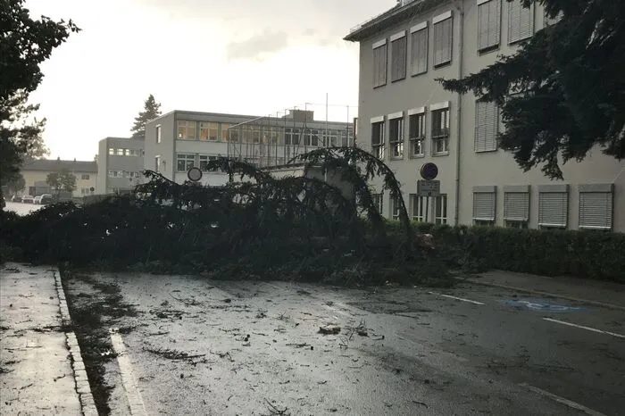 Direkt vor dem Leibitzer Gymnasium wurde ein ganzer Baum umgerissen.