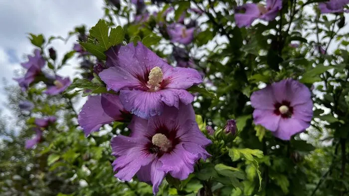 Bei schönem Wetter (und ansonsten auch) einen Besuch wert: Das Arboretum in Zeltweg.