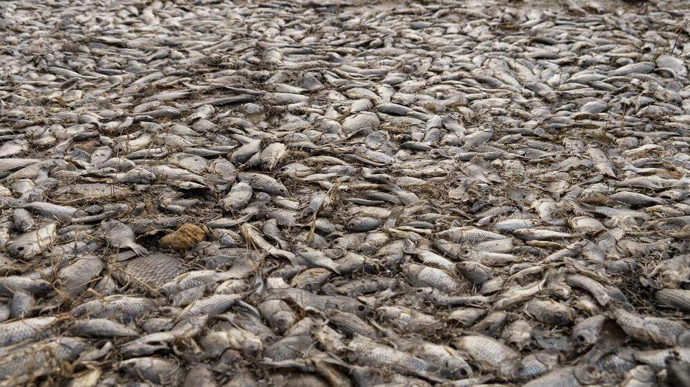 Tote Fische im ausgetrockneten Kachowka-Stausee
