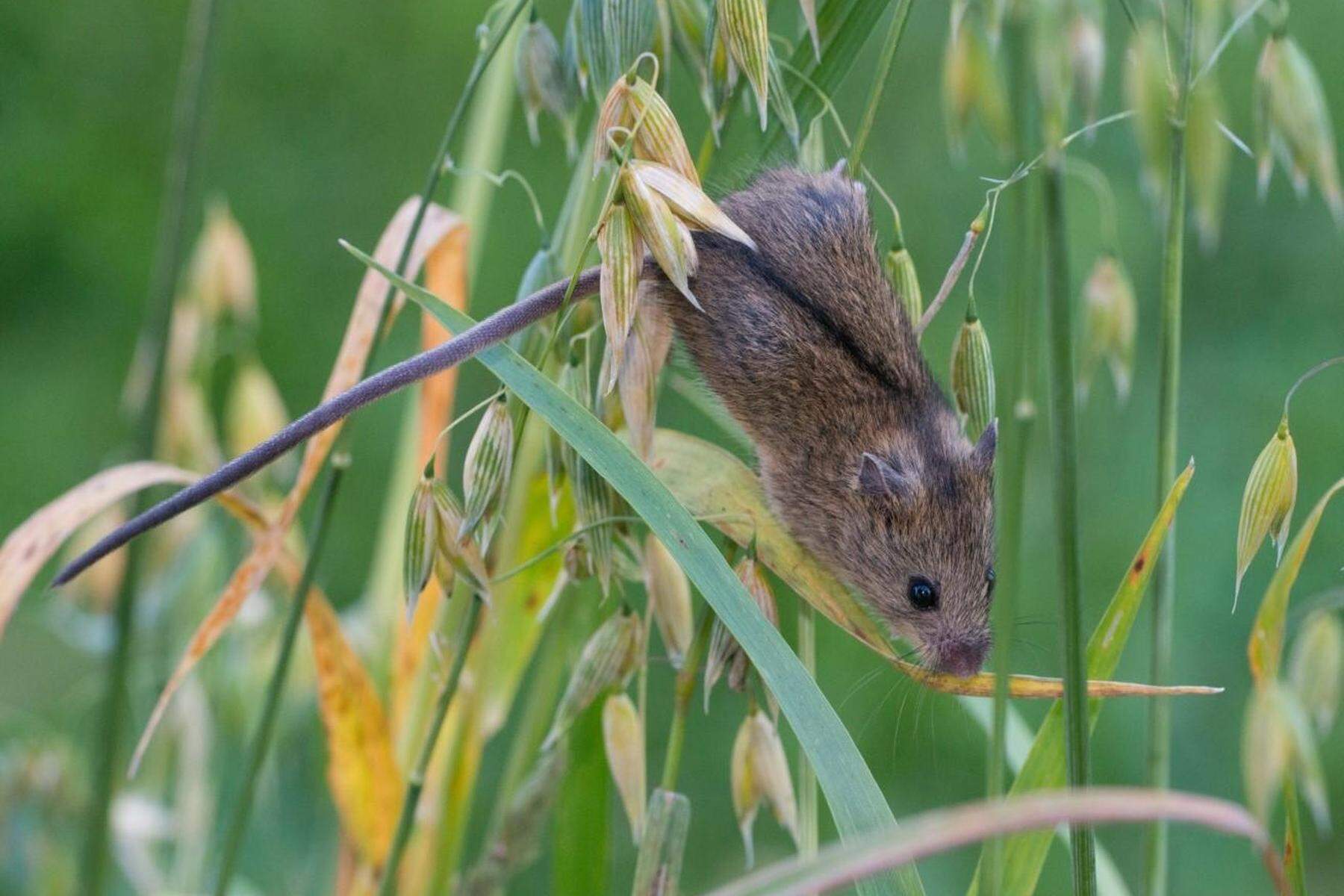 Neues Projekt: Ganz Kärnten sucht jetzt diese seltene Maus