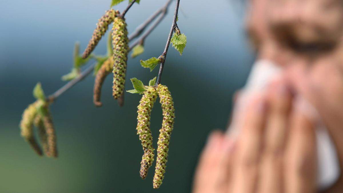 Mäßig bis hohe Pollenkonzentration