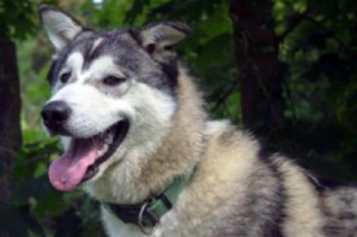 Husky Bubi sucht ein Zuhause. Jetzt wo sein Kumpel, Husky Shadow, adoptiert wurde, möchte auch der eineinhalb Jahre alte Bubi raus aus dem Tierheim. Der Rüde braucht einen Hundeerfahrenen, der mit ihm auch die Hundeschule durchgeht.  Kontakt: Kärntner Landestierschutzkompetenzzentrum TiKo, 9020 Klagenfurt, Judendorfer Straße 46, Telefon (0 463) 43 5 41 www.tiko.or.at