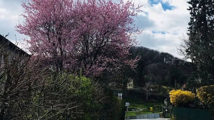 Der Frühling steht in Graz schon fast in voller Blüte