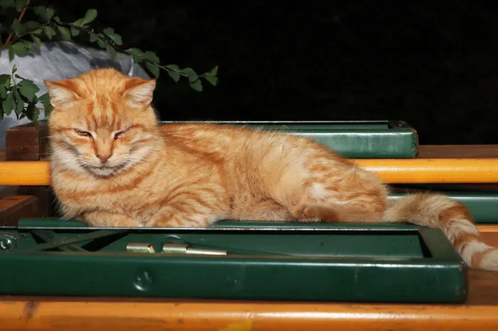 Auch Kater "Augi" fühlte ich sich sehr wohl bei diesen angenehmen Musikklängen!