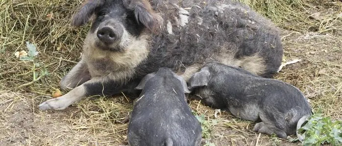 Das Geschäft mit Mangalitza-Schweinen führte in die Pleite und zu einer Anklage