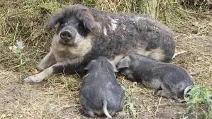 Das Geschäft mit Mangalitza-Schweinen führte in die Pleite und zu einer Anklage