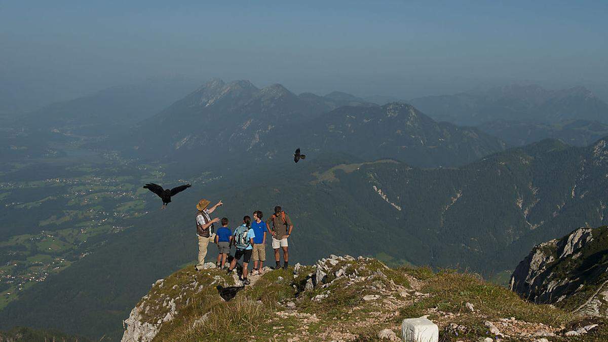    Greifvögel, Schmetterlinge, Gämsen. Naturerlebnisse und Beobachtungen mit fachkundiger Begleitung bietet der Sommer im Naturpark 