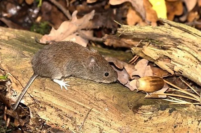 Waldmäuse sind heuer schon früh unterwegs