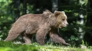 Creative Highlights World European brown bear Ursus arctos arctos in the forest, Notranjska region, Slovenia, Europe *** European Brown Bear Ursus arctos arctos in The forest, Notranjska region, Slovenia, Europe Copyright: imageBROKER/RobertxHaasmann ibxroh10776592.jpg Bitte beachten Sie die gesetzlichen Bestimmungen des deutschen Urheberrechtes hinsichtlich der Namensnennung des Fotografen im direkten Umfeld der Veröffentlichung