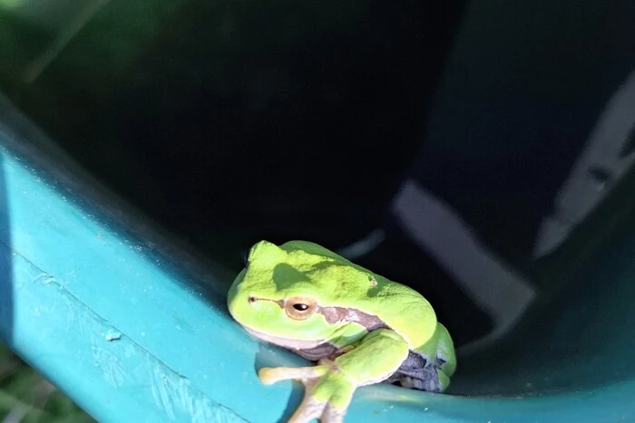 Besonderer Gast | Na, wer schaut denn da her? Dieser Frosch fühlt sich in der Regenwassertonne von Leserreporter Erik Bogdanovics aus Mitterberg sichtlich wohl. Herzlichen Dank für das Foto.