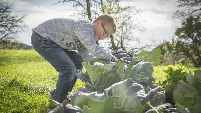 Am Höllerhof möchte man Kindern zeigen, wo Lebensmittel herkommen