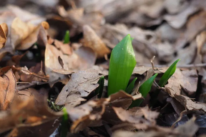 Der nächste Frühlingsbote treibt ebenfalls seine ersten Blattspitzen zart durch den Boden. Sonnenhungrigen Spaziergängern sticht sein Geruch in die Nase. Doch Achtung Verwechslungsgefahr! Bärlauch erkennt man am typischen Knoblauchgeruch. Ein weiteres Unterscheidungsmerkmal ist die glänzende Blattunterseite. Und die Blätter des Bärlauchs treiben einzeln aus dem Boden.