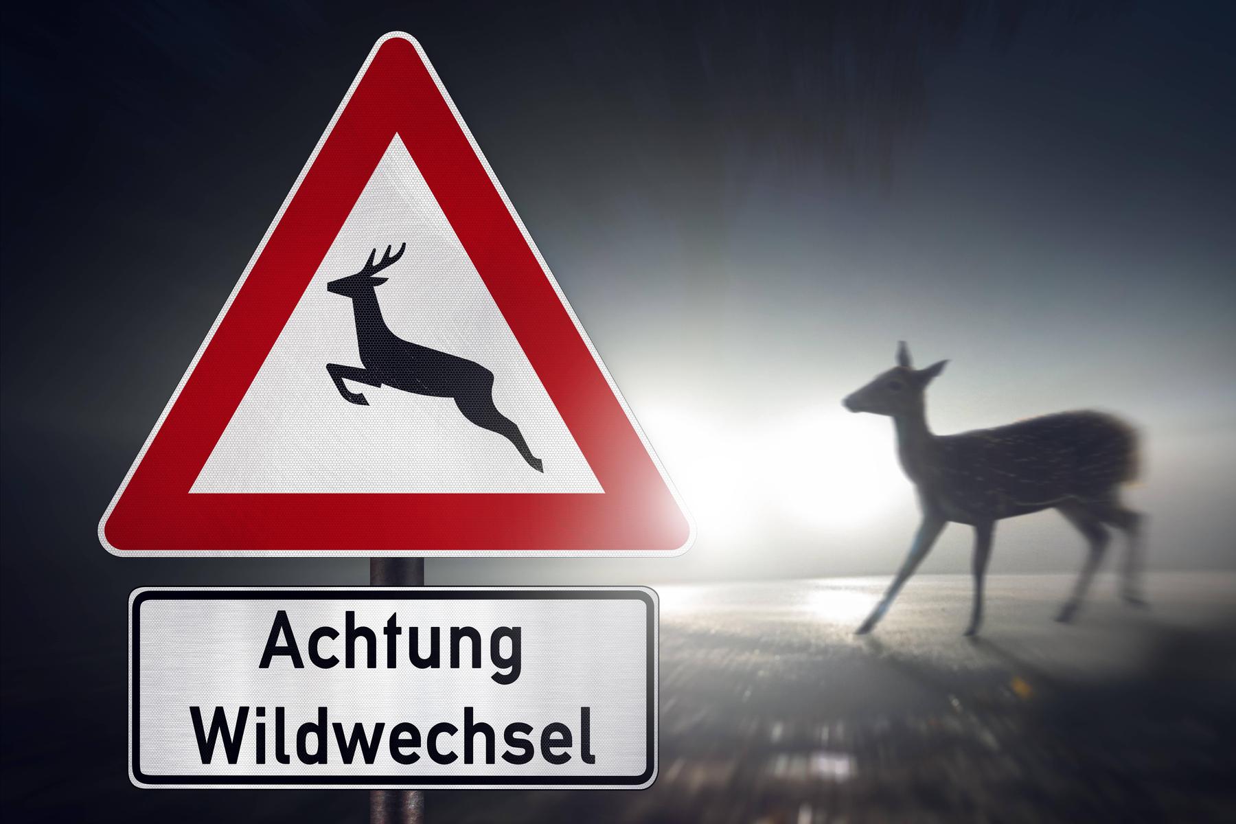 Reh auf Straße: Fünf Verletzte bei schwerem Verkehrsunfall in Kärnten