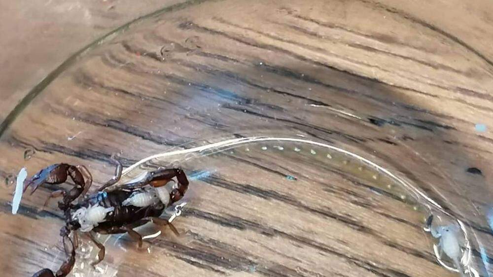 In Globasnitz wurde eine seltene Skorpionart entdeckt