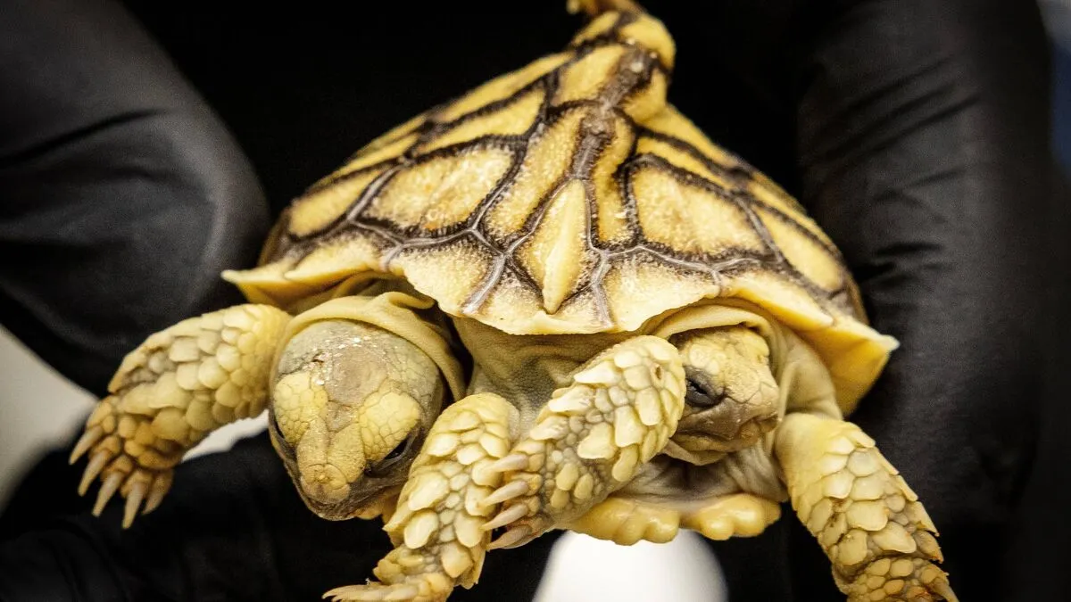 Die Schildkröte mit den zwei Köpfen ist am Montag in Putten geschlüpft. 