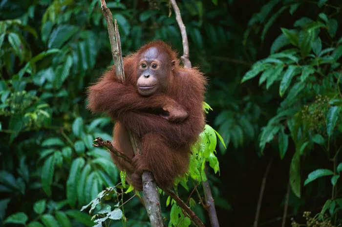 Nicht zu verpassen ist das Semenggoh Wildlife Centre, ein Reservat, wo gerettete Orang-Utans ein sicheres Zuhause gefunden haben. Die Schönheit der lokalen Natur- und Tierwelt wird auch während einer Langbootfahrt vom Batang Nationalpark bis nach Lubok Kasai, mitten im Regenwald Borneos, deutlich. Besonders abenteuerfreudige Entdecker sind im Gunung Mulu Nationalpark goldrichtig: Hier warten ganze Höhlensysteme darauf, entdeckt zu werden.