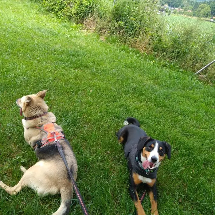 Die beiden Hunde der Weststeirer – sie nennen sie liebevoll „unsere Mädels“ – haben die Betrüger mit ihrem Bellen nervös gemacht