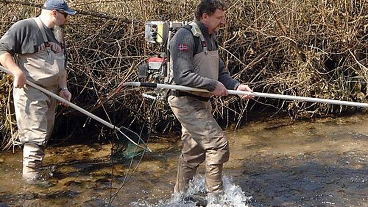 Elektro-Befischung im Löllingbach am Freitag