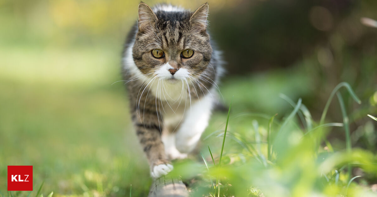 Expertentipp Zum Verzweifeln Nachbars Katzen verwenden das Beet als Klo