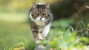 Nachbars Katze ist nicht immer willkommen