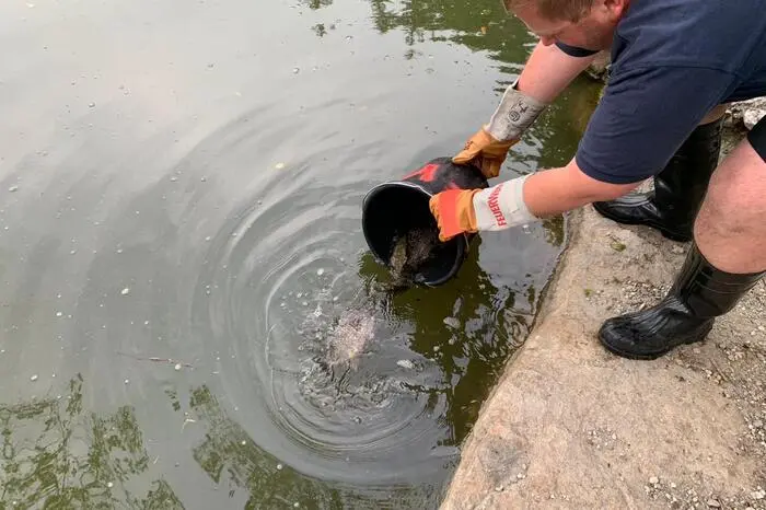 Die Tiere wurden danach im Grafenteich in Voitsberg wieder ausgesetzt.