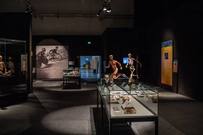 Nichts ist eklig, nichts riecht - trotzdem fasziniert die Ausstellung gleichermaßen, wie sie für manche abstoßend ist.