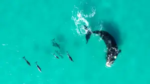 Wale und Delfine | Wale und Delfine treten gezielt in Kontakt