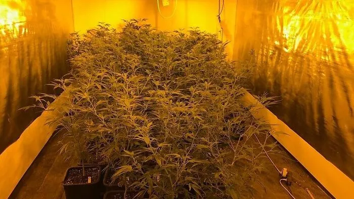 Das ganze Haus war voll mit Cannabispflanzen, die teilweise schon 140 Zentimeter groß waren